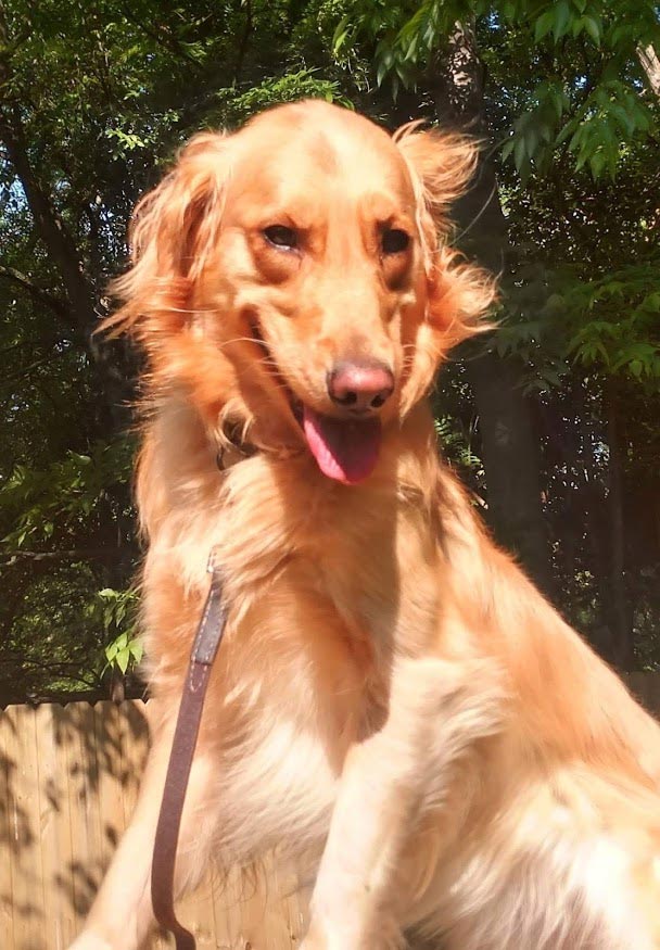 Carolina's Dog Trainer | Lancaster, SC | well-trained golden retriever Carolina's Dog Trainer | Lancaster, SC | well-trained golden retriever